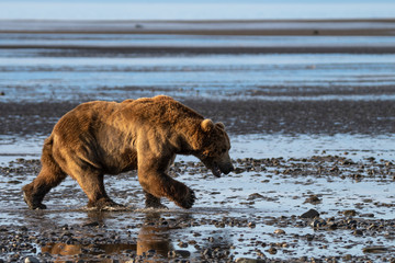 Obraz na płótnie Canvas Grizzly walking on beach