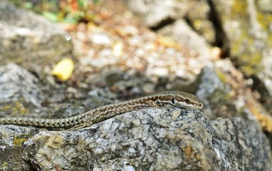 Mauereidechse (Podarcis muralis)
