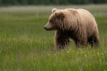Fototapeta premium Grizzly bear in alaska