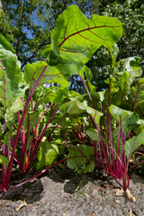 View into a field of Red beet, Beta vulgaris