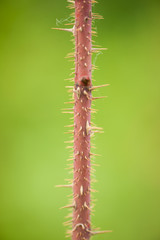 Rose Prickles on Green