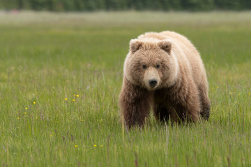 Grizzly bear in alaska