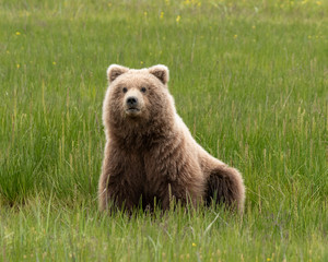 Grizzly in field looking up