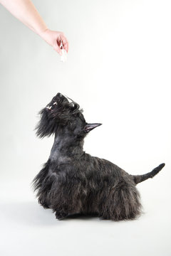 Young Scottish Terrier On A White Background