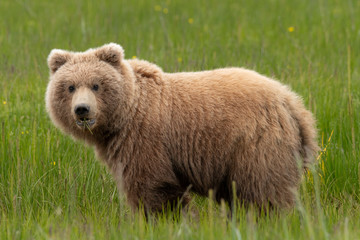 Grizzly bear in field