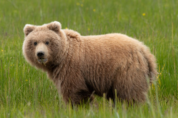 Obraz premium Grizzly bear in field