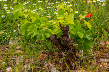 Obraz premium closeup of a grapevine tree in Spain, during a spring day with some green grass and colorful blooming flowers - Image