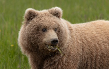 Obraz premium Grizzly bear in alaska