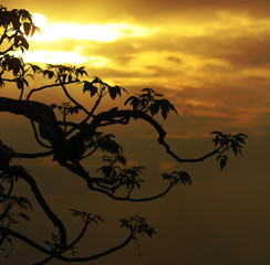 tree branch on sunset
