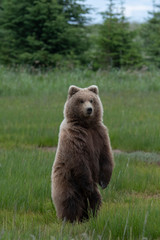Grizzly bear in alaska