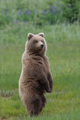 Grizzly bear standing