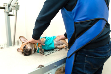 veterinarian assistant in protective vest hold down prepare french bulldog to x-ray scanning