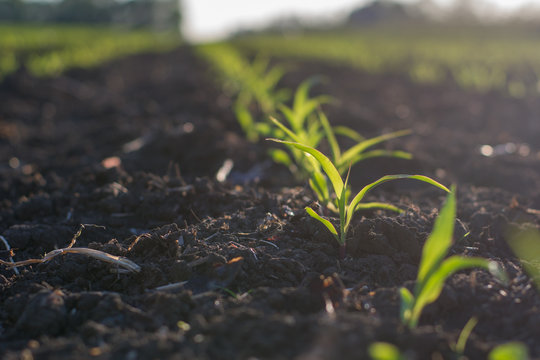 Agriculture, corn sprouts in the field. Sprouts of plants