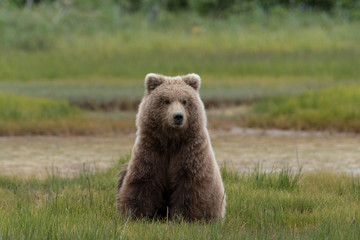 Grizzly bear cute