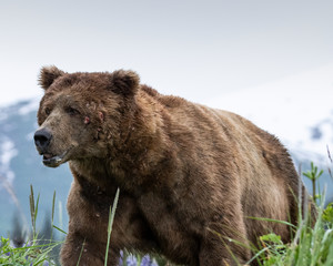 Grizzly bear with scars