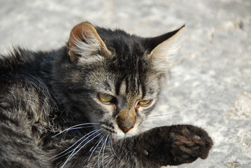 cat close up