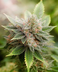 Marijuana Stock Photography