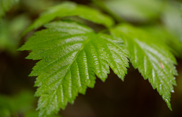 Green leaves in Spring