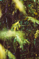 Forest Of Madhav