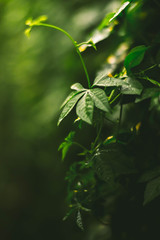 Small Bud