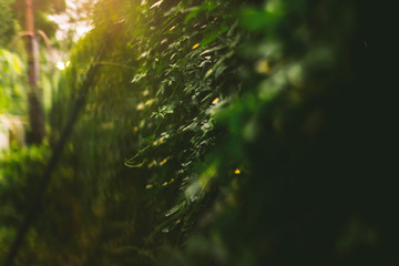 Obraz premium Golden Hour