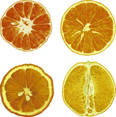 Isolated citrus slices. Fresh fruits cut in half isolated on white background.