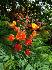 A Pride of Barbados flower rises from the garden.