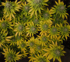 Marijuana Stock Photography