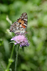 Schmetterling auf lila Blume
