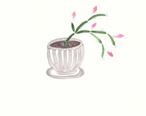 Drawing with watercolors: Blooming flower Schlumbergera in a pot.