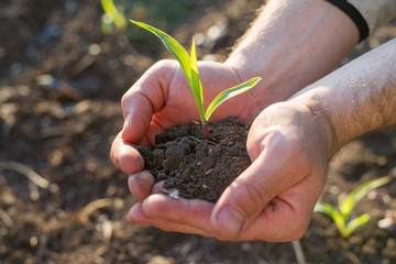 hands holding the sprout