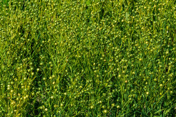 Feld mit Lein