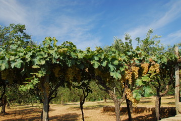 Fototapeta na wymiar vineyard in Italy