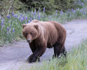 Grizzly walking through flowers