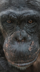 Fototapeta na wymiar Closeup portrait of curious wondered female adult Chimpanzee