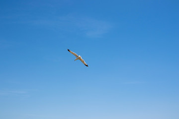 seagull flying in blue sky