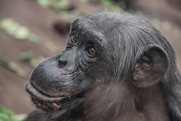 Closeup portrait of curious wondered female adult Chimpanzee