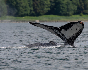 Fototapeta premium Humpback whale