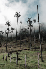 Fototapeta na wymiar Large palm trees between mountains and forest