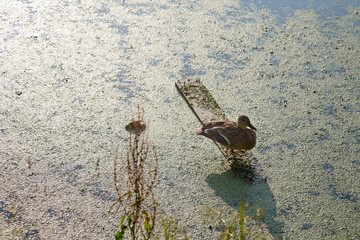Lonely duck stands on the Board, basking in the sun, against the green pond. Wildlife fauna.