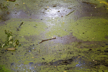 View of the water surface of the swamp with green mud. Nature plants ponds.