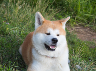 Portrait of an Akita inu dog on a green lawn background. Pets, dogs, cats.