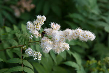 White flowers of a mountain ash with a bumblebee on a background of green leaves. Selective focus. Nature flora.
