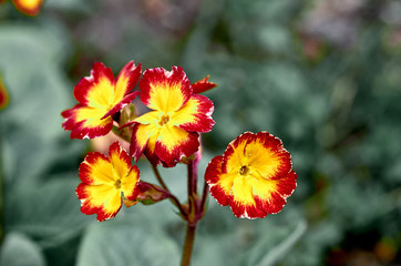Flowers in the garden