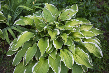 The Bush plants Host Albopicta green with white stripes leaves in the rays of the setting sun. Selective focus. Nature flora flora.