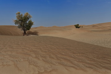 Fototapeta na wymiar Several isolated desert poplar-Populus euphratica trees. Keriya county-Xiniang-China-0280