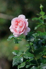 Rosen im Garten