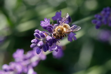 Biene auf einer Lavendelblüte