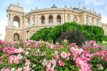 Odessa garden with pink roses with Odessa ballet and opera house in Odessa, Ukraine