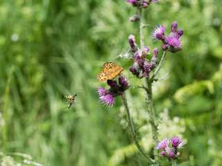 (Argynnis adippe) The high brown fritillary 